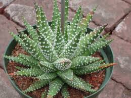 It is great to add another gaste. Varieties Gaster Views Photo Name Care