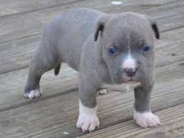 Richmond Va Pets Craigslist Pitbull Puppies For Sale Pitbull Puppies Puppy Dog Pictures