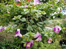Image result for Torenia thouarsii