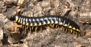 Image result for Isoglossa gregorii