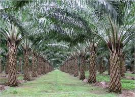 Meningkatnya produksi dan ekspor kelapa sawit indonesia, belum sepenuhnya terserap oleh penerimaan negara dari pajak. Stop Oil Palm Plantation Stop Perkebunan Kelapa Sawit Steemkr