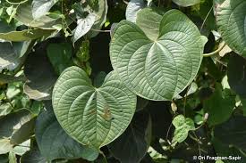 Image result for Dioscorea bulbifera