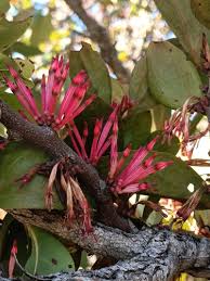 Image result for Agelanthus