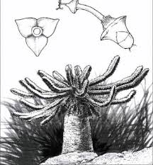 Image result for Isoglossa milanjiensis