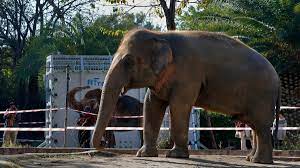 World's Loneliest Elephant' Kaavan Starts Trip to Cambodia – NBC4 Washington