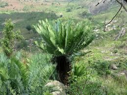 Image result for Encephalartos munchii
