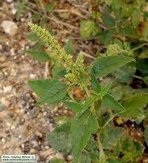 Image result for Amaranthus deflexus
