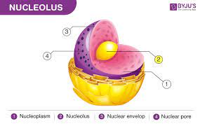 Nucleolus function in animal cell. Nucleolus Function Difference Between Nucleus Nucleolus