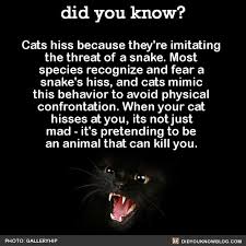 Did You Know Cats Hiss Because They Re Imitating The Threat Of Cat Facts Fun Facts Animal Facts