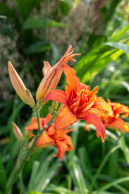 List of edible flowers available from www.maddocksfarmorganic.co.uk. What You Need To Know About Edible Flowers The Middle Sized Garden Gardening Blog
