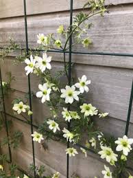 Großte auswahl an immergrüne kletterpflanzen wie clematis & efeu ✓ tiefpreisgarantie ✓. Clematis Early Sensation Clematis Early Sensation Baumschule Horstmann