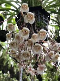 This kind of orchid (Dracula Simia) is ...