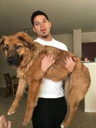 Maybe you would like to learn more about one of these? 12 Great Pyrenees German Shepherd Mix Ideas Great Pyrenees German Shepherd Mix German Shepherd