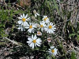 Loose to dense, flat, branching clusters up to 10 inches across at the top of the stem. Kansas Wildflowers And Grasses White Aster