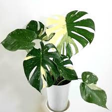 Big, bold foliage gives any room a tropical look. Monstera Thai Constellation Furniture Home Living Gardening Plants Seeds On Carousell