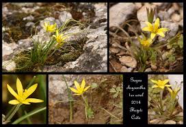 Image result for Gnidia chrysantha