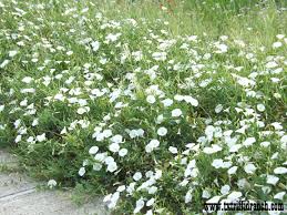 Image result for Convolvulus arvensis