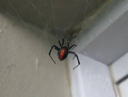 Redback webs are easily differentiated from other common spider webs by their 'messy' construction which often catches leaves and other bits of debris. Red Back Spiders Facts Pest Control Sydney