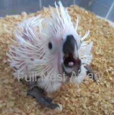 Umbrella Cockatoo 177412 For Sale In Austin Tx