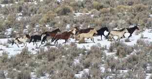 May 04, 2021 · the last truly wild horses of america. 35 Facts About Wild Horses And Mustangs Helpful Horse Hints