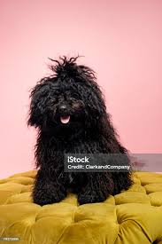 Image result for Komondor