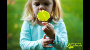 Do ants like artificial sweeteners too? Why Do The Leaves Change Colors