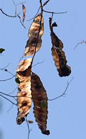 Image result for Entada arenaria