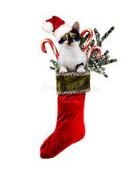 We would like to show you a description here but the site won't allow us. Christmas Cat Stocking Stock Image Image Of Holiday 33174445