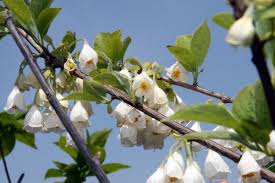 Anturi bianchi con fiori a grappolo bianchi immersi tra foglie di aspidistra. Halesia Carolina Halesia