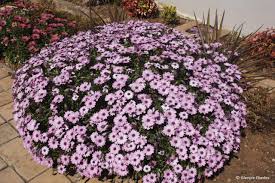 Image result for Dimorphotheca