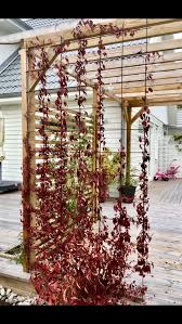 Klettere Auf Wilden Wein Gegen Verstarkungen In Einer Pergola 2019 Klettere Auf Wilden Wein Gegen Verstarkungen In Ein Gartendesign Ideen Garten Pergola Design