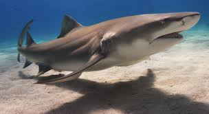 But before that, let's see what shark is! Lemon Shark Wikipedia
