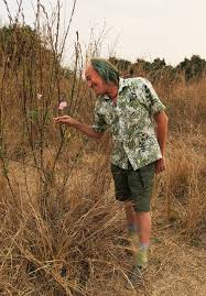 Image result for Sesamum angolense