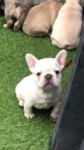 We offer 3 bulldog puppies for sale in new jersey. French Bulldog Puppies For Sale New Jersey 17 Nj 291087