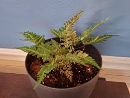 Although ferns come in many shapes, sizes and textures, their care requirements are similar across the board. Is Your Fern Turning Brown Or Yellow 5 Common Causes The Practical Planter