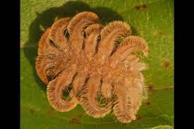 Monkey Slug Moth Caterpillar Beautiful Bugs Caterpillar