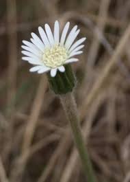 Image result for Gerbera piloselloides