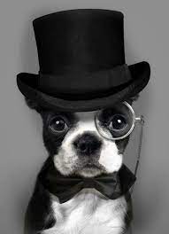 Dog Wearing A Monocle And A Top Hat Dapper Dogs Boston Terrier Terrier