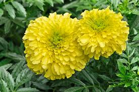 Image result for Tagetes erecta