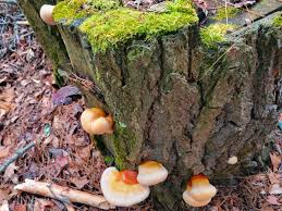 Image result for Ganoderma tsugae