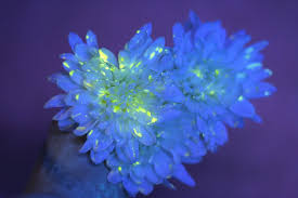 Check spelling or type a new query. Flower Science Experiment For Kids Diy Glowing Flowers