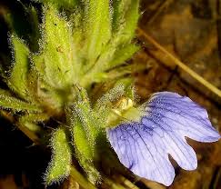 Image result for Blepharis katangensis