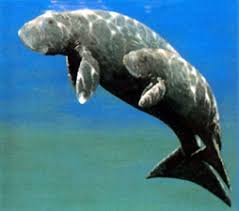 معلومات عن بقرة البحر Sea Cow الموقع الرسمى للهيئة العامة لتنمية الثروة السمكية