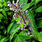 Image result for Palisota ambigua