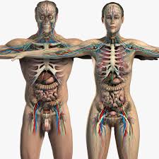Essentials Male Female Anatomy 3d Model Female Anatomy Human Anatomy Model Anatomy Models