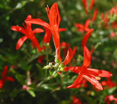 Bouquets, plants & arrangements available for delivery throughout germany Hummingbirds Love This Plant