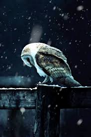Bird That Sounds Like A Slide Whistle At Night Https Encrypted Tbn0 Gstatic Com Images Q Tbn 3aand9gcrgdfkiv3vfejtoixhcx Qlpitbb18q12xl1g Usqp Cau