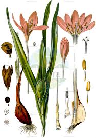 Image result for Camptorrhiza strumosa