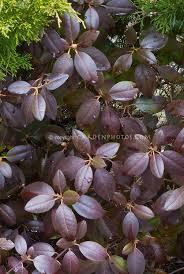 Rhododendron Pjm In Winter Foliage Winter Plants Planting Shrubs Landscaping Plants