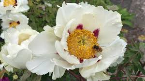Pfingstrosen (paeonia) werden auch päonien genannt und verdanken ihren namen dem pfingstrosen machen sich auch als schnittblumen in einer vase gut. Strauchpfingstrose Pflanzen Pflegen Und Vermehren Mdr De